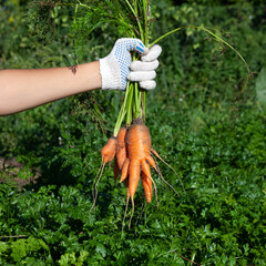 Deformed ugly carrots in female hand. Conjoined vegetables on garden beds. Concept - Food waste...