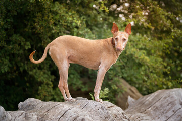 Podenco Andaluz standing and looking at the camera
