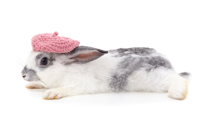 One rabbit in hat.