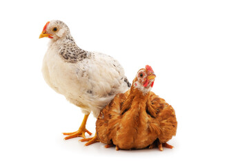 Two brown and white chickens.