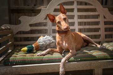 Podenco Andaluz laying on a bench and looking at the camera with a head tilt