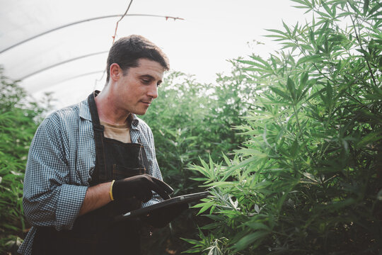 A male farmer holding a folder in her hand To store the data of the plant, cannabis leaves for analysis. organic farming concept in the greenhouse