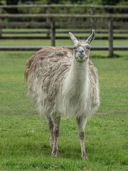 Naklejka na ściany i meble young llama in the grass