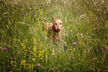 Podenco Andaluz running in a field in the summer