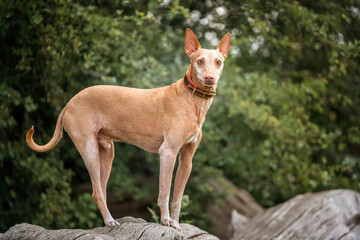 Podenco Andaluz standing and looking at the camera - 553500418