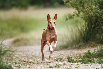 Podenco Andaluz running and looking at the camera