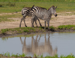 Fototapeta na wymiar zebra in the serengeti