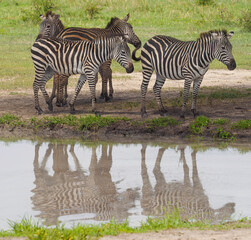 Fototapeta na wymiar zebras in the serengeti park