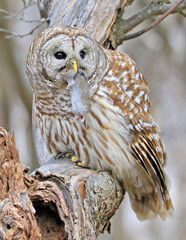 Barred Owl standing on a tree branch in the forest holding and eating his prey, Quebec, Canada