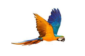 Colorful flying parrot isolated on transparent background.