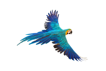 Colorful flying parrot isolated on transparent background.