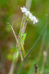 Common Grasshopper Insect on Grass Macro
