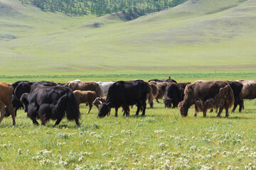 yaks grazing in the mountains