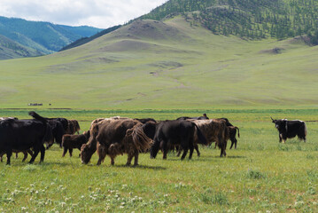 yaks grazing in the mountains