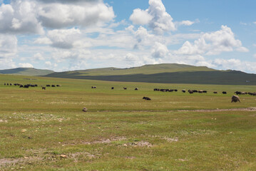 Fototapeta na wymiar yaks in the valley
