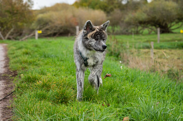 Gray colored Akita Inu outdoors during autumn
