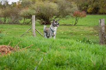 Fototapeta premium Gray colored Akita Inu outdoors during autumn