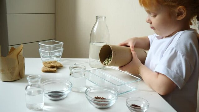Redhead little girl sow microgreens. Home mini garden. microgreen seeds. The child is gardening.