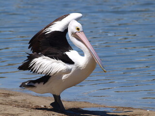 Fototapeta na wymiar A close up shot of a Pelican in Australia