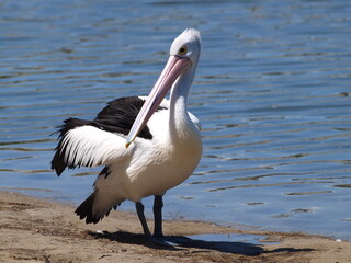 A close up shot of a Pelican in Australia