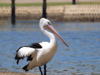 A close up shot of a Pelican in Australia