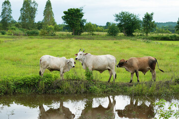 Herd of cows eating grass near the water.   