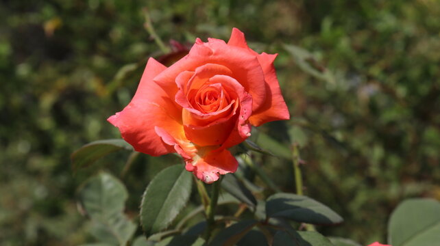 single orange rose flower in home 
