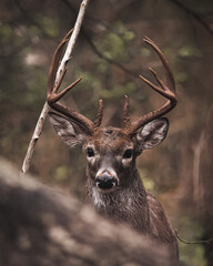 Whitetail Deer Up Close