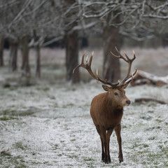 Large red stag, in freezing snowy, weather waiting for food to arrive early morning