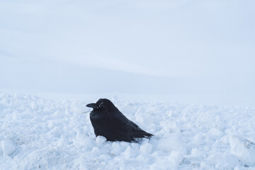 Common Raven Winter