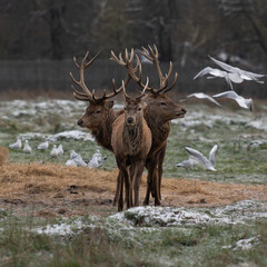 Fototapeta premium Large red stags in freezing weather waiting for food to arrive early morning