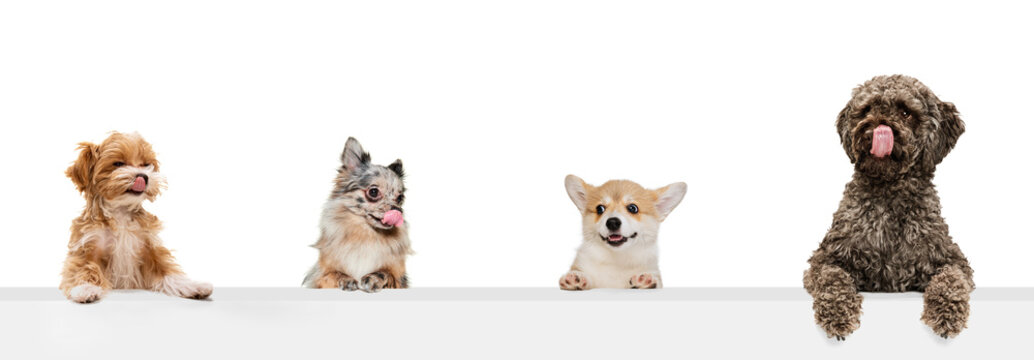Composite image of funny cute dogs different breeds posing isolated over white studio background. Concept of fashion, pets love, animal life. Look happy, delighted.