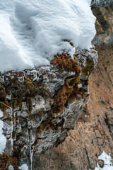 Moss during Winter Alberta Banff