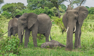 Fototapeta premium elephants in the savannah