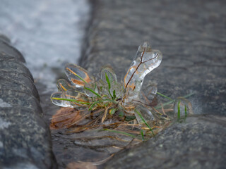 Ice on dry grass after a storm on the lake shore in late autumn