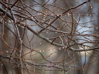 Raindrops on tree branches without leaves in late autumn