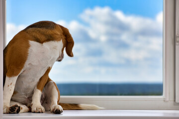 Red spotted dog sits on windowsill with its muzzle turned and looks out window. Thoroughbred dog...