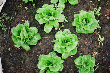 lettuce in a garden