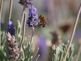 Honey Bee Feeding on Lavender Allwood