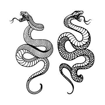 black and white illustration of a snake, illustrated with fine, detailed lines to show its scales and markings