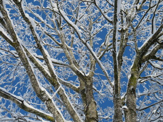 Frostige Natut im Allgäu