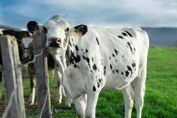 Cows. Cows grazing on a green summer meadow.