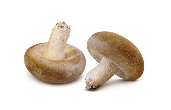 しいたけ 椎茸 イラスト リアル セット