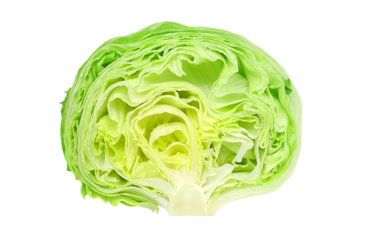 レタスのイラスト 断面 リアル