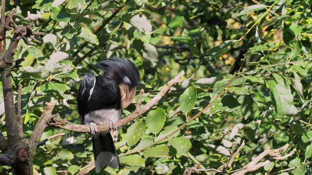 Piping Hornbill (Ceratogymna fistulator fistulator) sitting on a branch in green bushes.