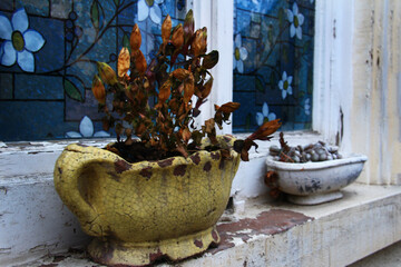 Yellow and white old ceramic oblong flower pots with dried plants and pebbles stand on a white window sill on the street, blue stained-glass windows with flowers on the glass, Germany, sunset, twiligh