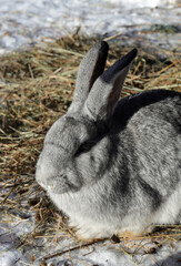 a gray rabbit sits on a straw mat on a winter day