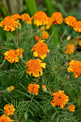 closeup the bunch orange marigold flowers growing with leaves in the garden soft focus green brown background.