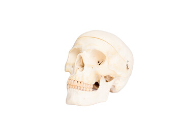 Obraz premium Real skull isolated on white background