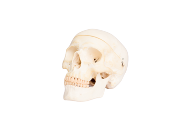 Real skull isolated on white background